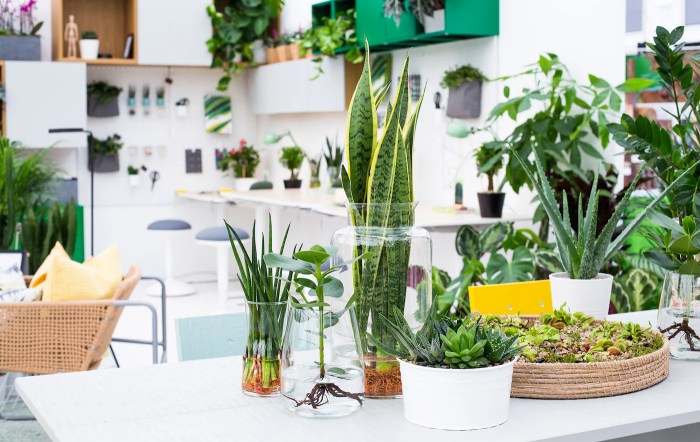 How to decorate your office with plants