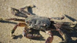 How to cook crabs filipino style with sprite