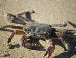 How to Cook Crabs Filipino Style with Sprite