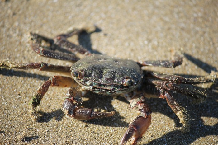 How to cook crabs filipino style with sprite